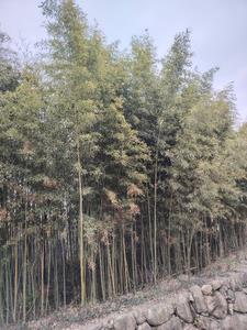 敬斋箴译文